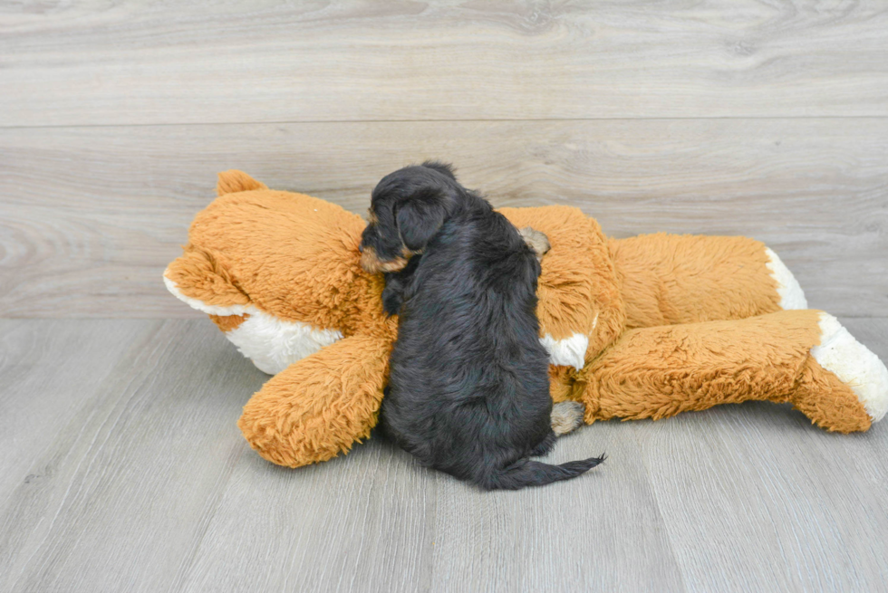 Yorkie Poo Puppy for Adoption