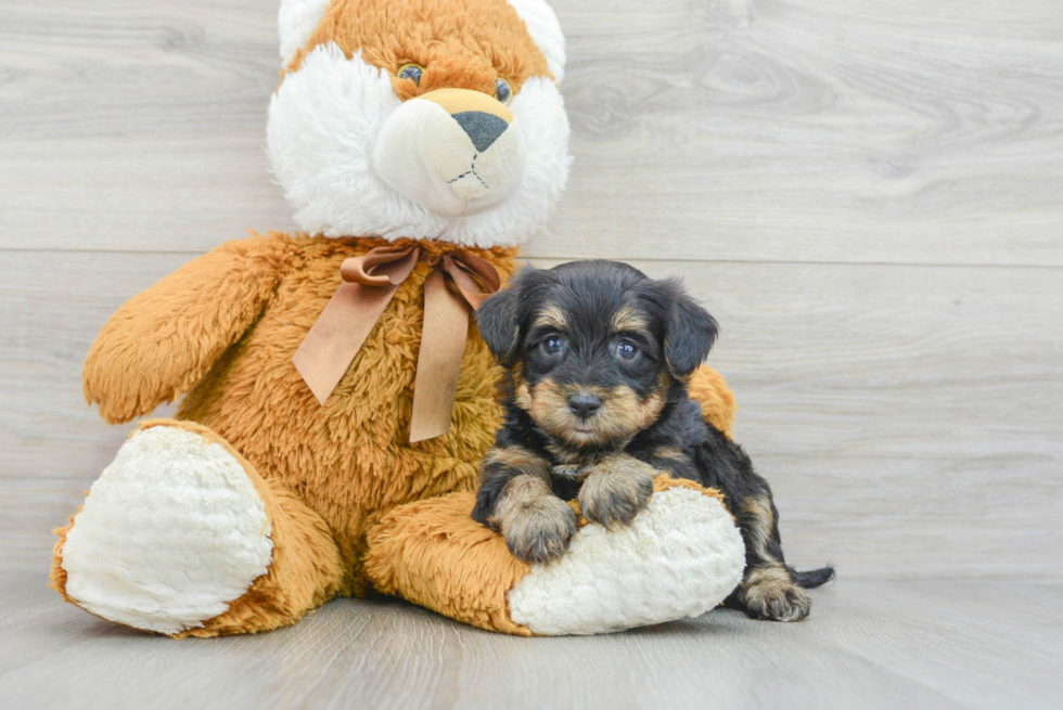 Smart Yorkie Poo Poodle Mix Pup