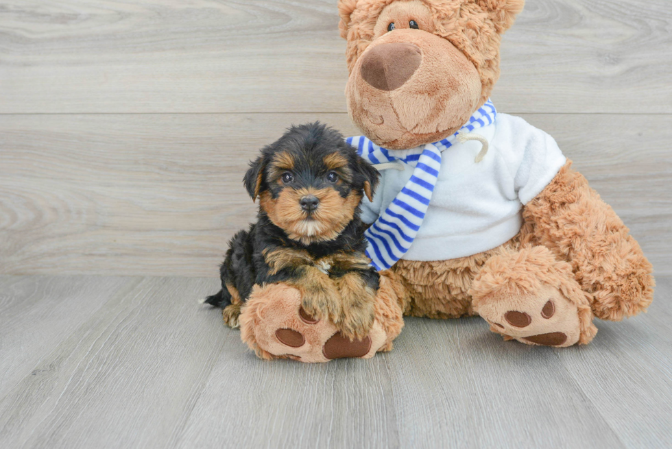 Funny Yorkie Poo Poodle Mix Pup