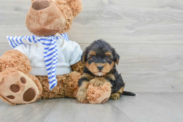 Happy Yorkie Poo Baby