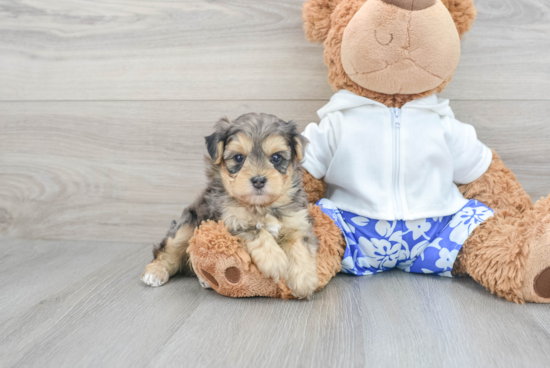 Energetic Yorkie Doodle Poodle Mix Puppy