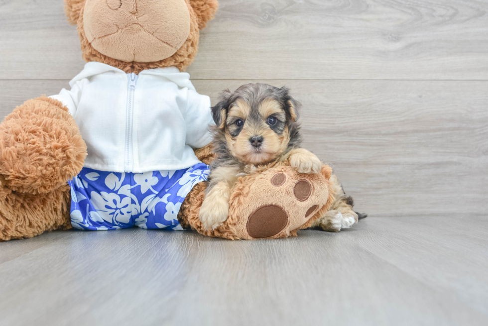 Little Yorkie Doodle Poodle Mix Puppy