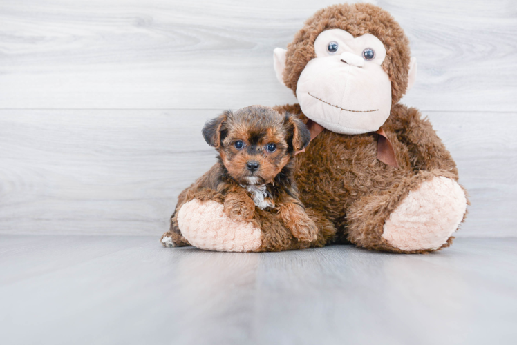 Playful Yorkie Doodle Poodle Mix Puppy