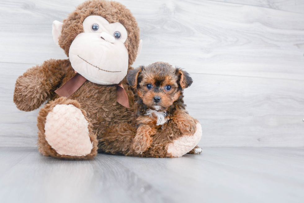 Yorkie Poo Pup Being Cute