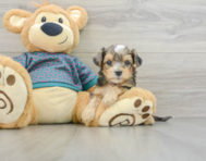 7 week old Yorkie Poo Puppy For Sale - Premier Pups