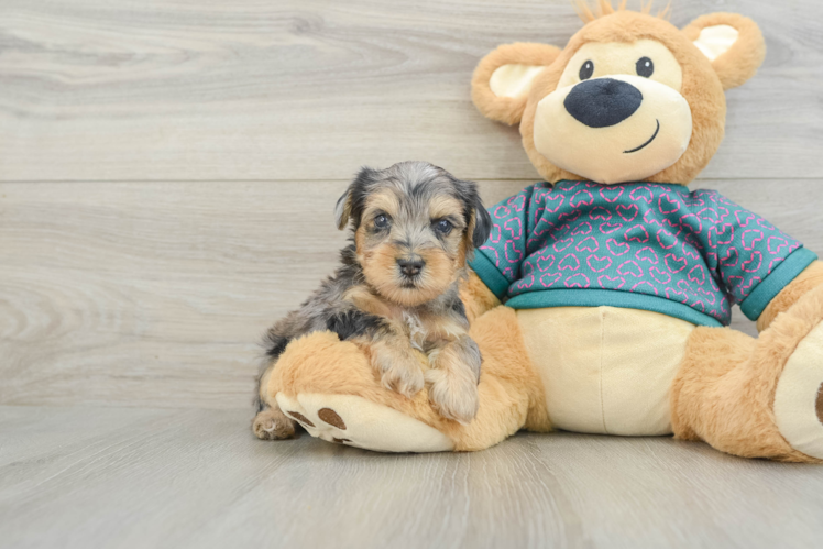 Best Yorkie Poo Baby