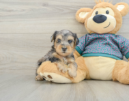 5 week old Yorkie Poo Puppy For Sale - Premier Pups