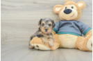Best Yorkie Poo Baby