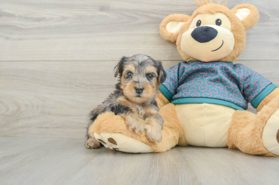 Best Yorkie Poo Baby