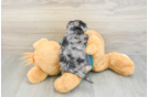 Hypoallergenic Yorkie Doodle Poodle Mix Puppy
