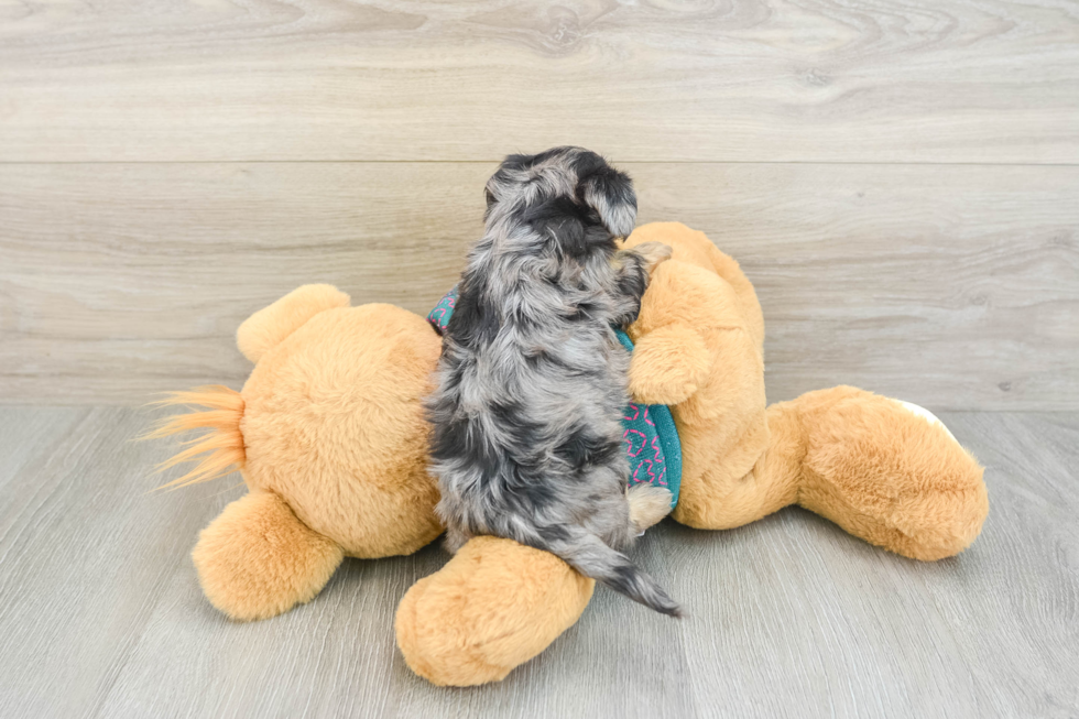 Hypoallergenic Yorkie Doodle Poodle Mix Puppy