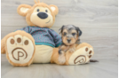 Yorkie Poo Puppy for Adoption