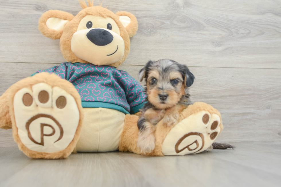 Yorkie Poo Puppy for Adoption
