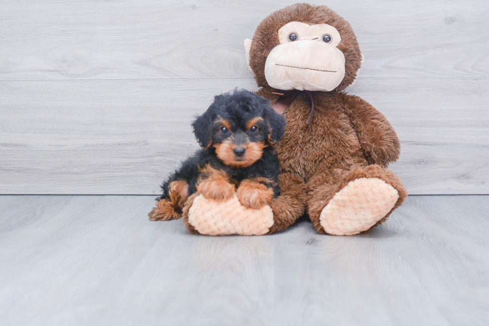 Yorkie Poo Pup Being Cute