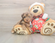 7 week old Yorkie Poo Puppy For Sale - Premier Pups