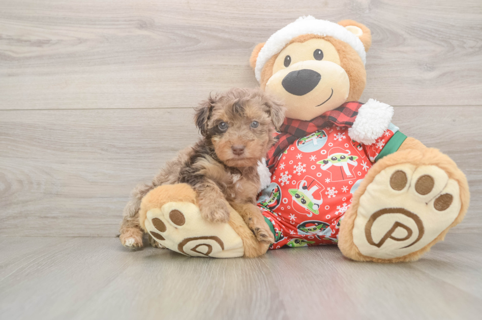 5 week old Yorkie Poo Puppy For Sale - Premier Pups