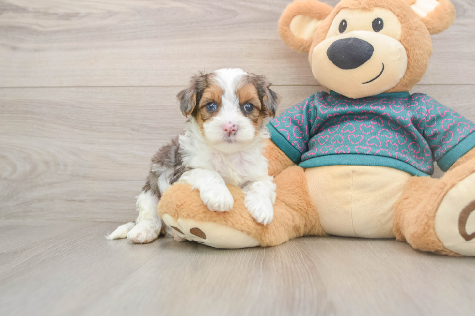 Best Yorkie Poo Baby