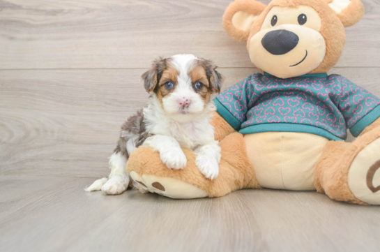 Best Yorkie Poo Baby