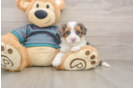 Best Yorkie Poo Baby