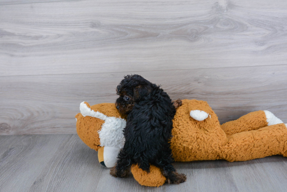 Funny Yorkie Poo Poodle Mix Pup