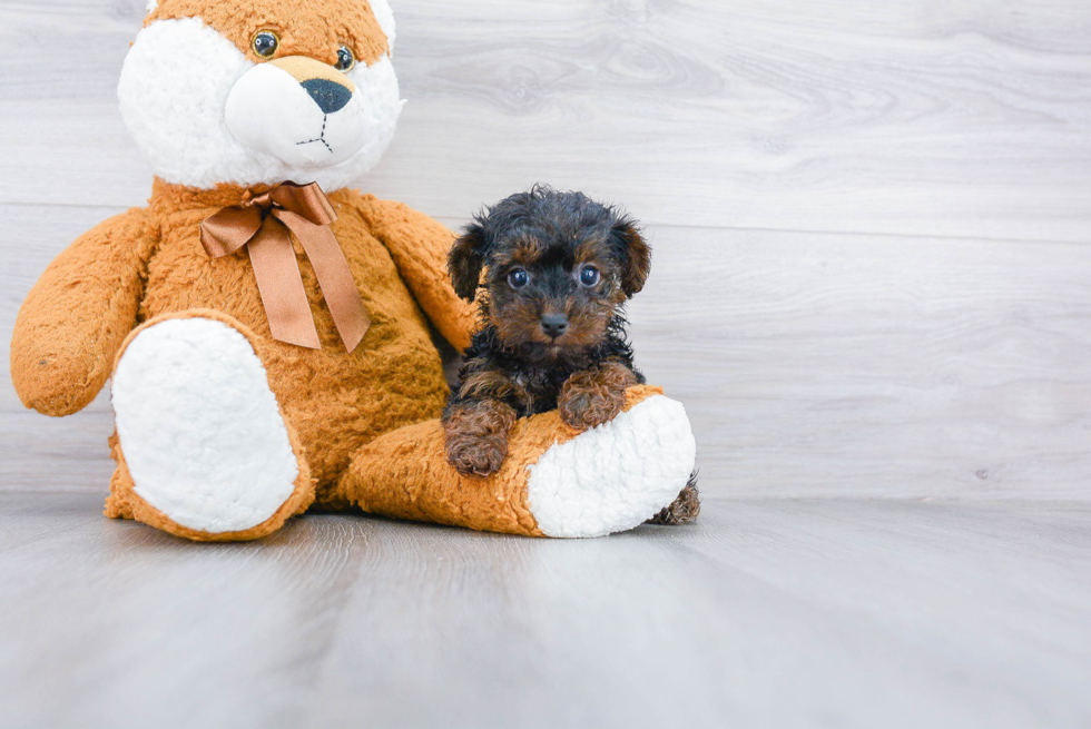 Yorkie Poo Puppy for Adoption