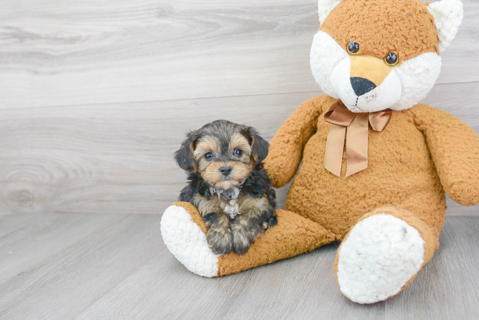 Cute Yorkie Poo Baby