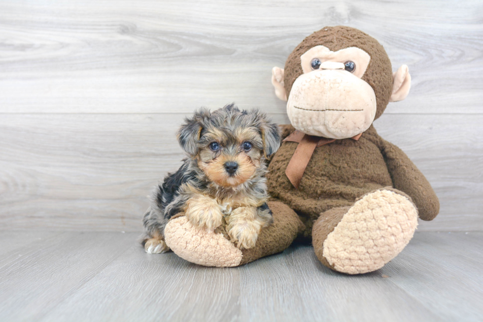 Fluffy Yorkie Poo Poodle Mix Pup