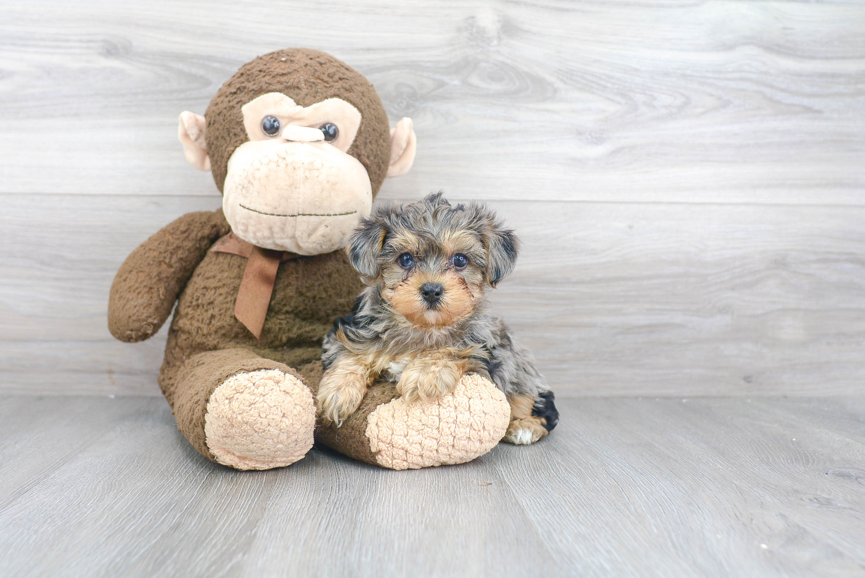 Yorkie Poo Pup Being Cute