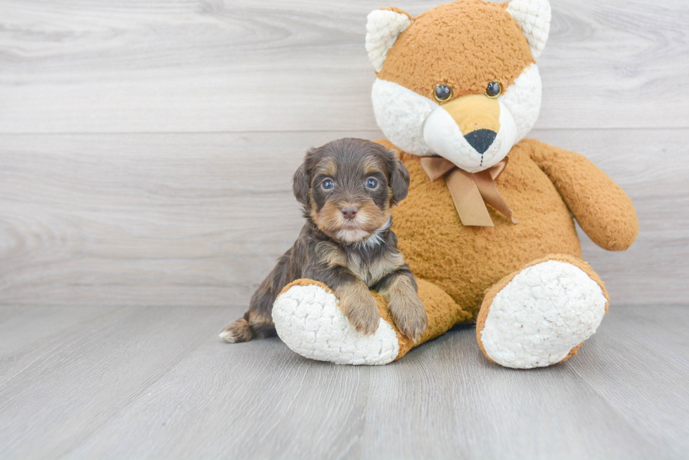 Yorkie Poo Pup Being Cute