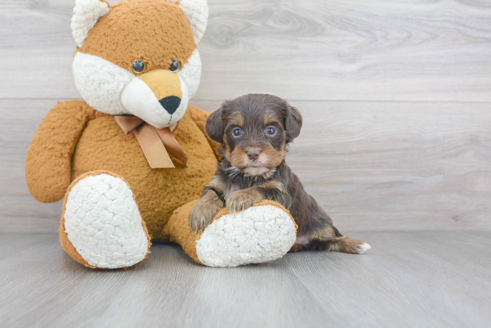 Yorkie Poo Pup Being Cute