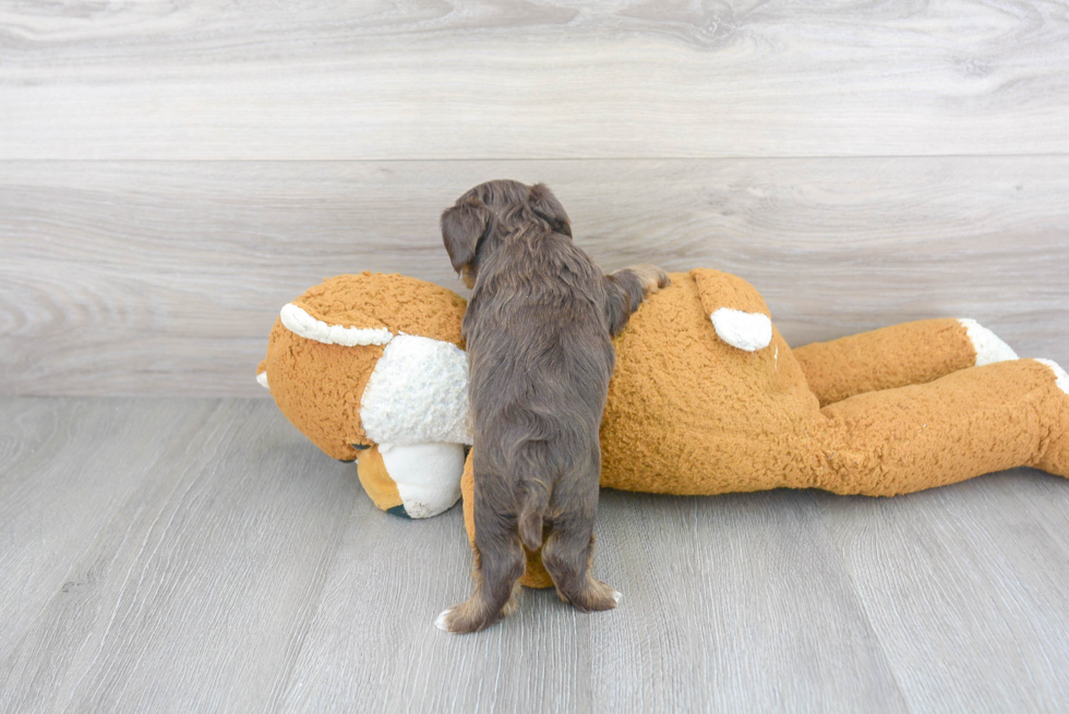 Adorable Yorkie Doodle Poodle Mix Puppy