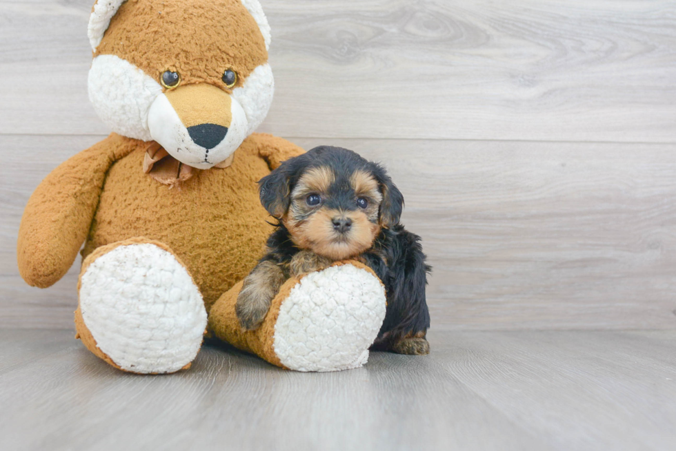 Yorkie Poo Pup Being Cute