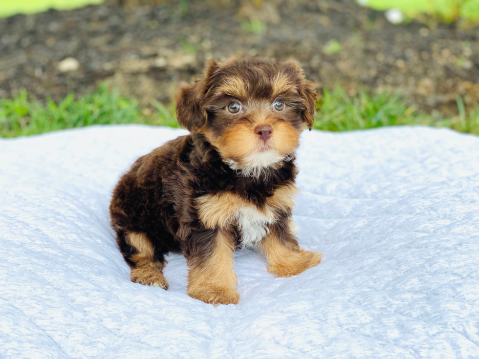 Happy Yorkie Poo Baby