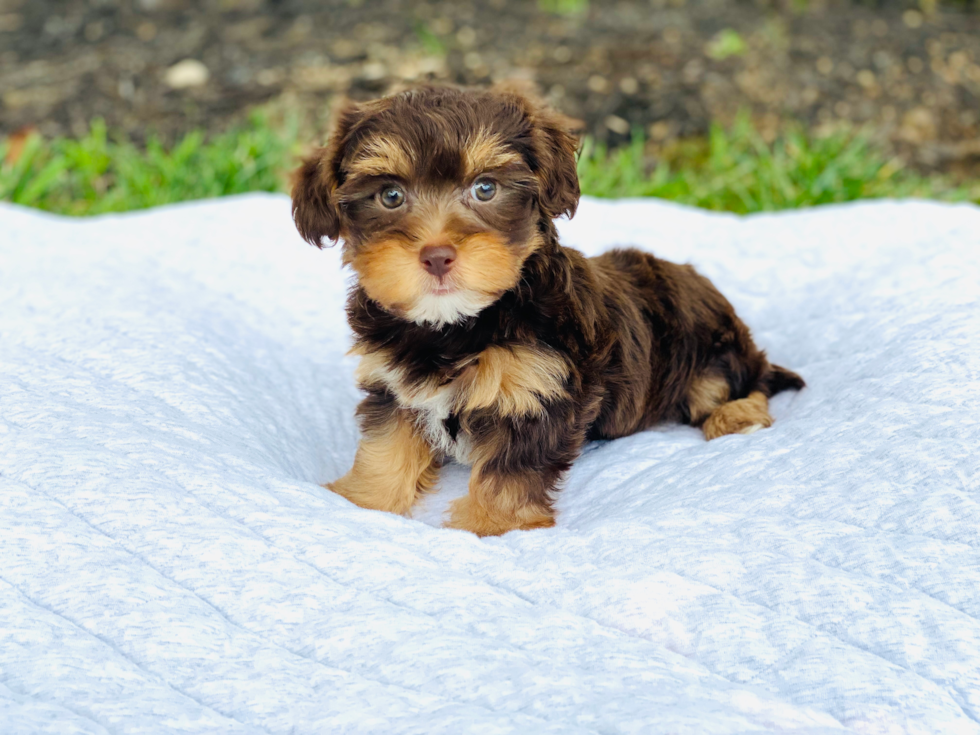 Yorkie Poo Pup Being Cute