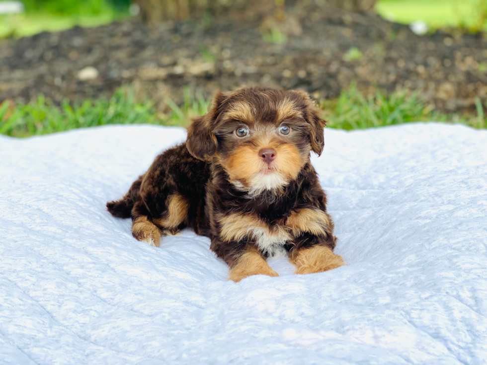 Yorkie Poo Puppy for Adoption