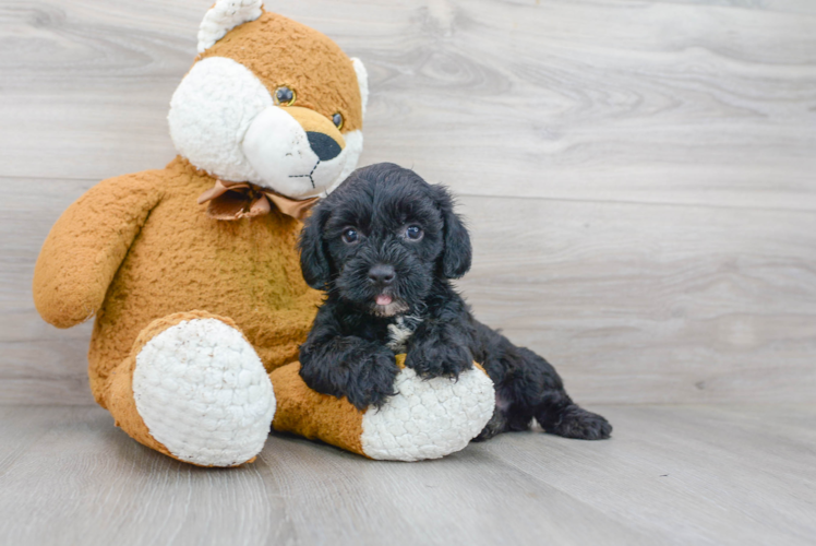 Happy Yorkie Poo Baby