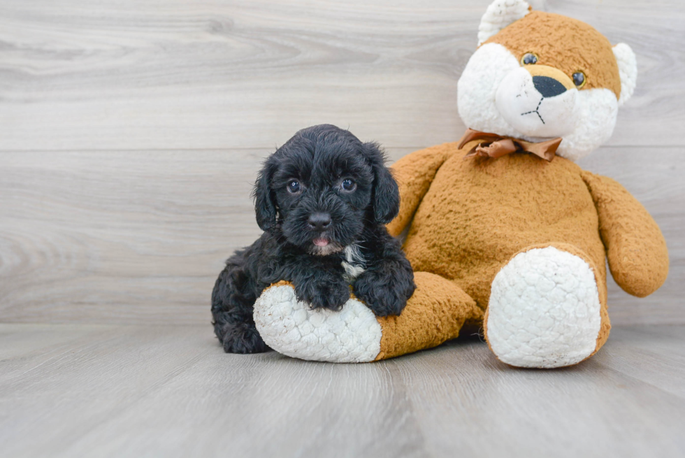 Little Yorkie Doodle Poodle Mix Puppy