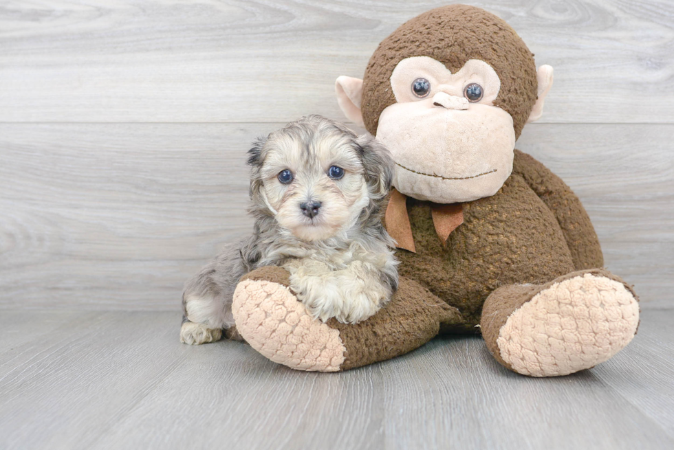 Little Yorkie Doodle Poodle Mix Puppy