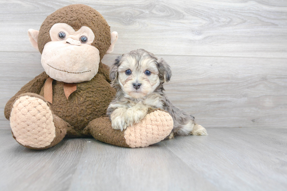 Funny Yorkie Poo Poodle Mix Pup