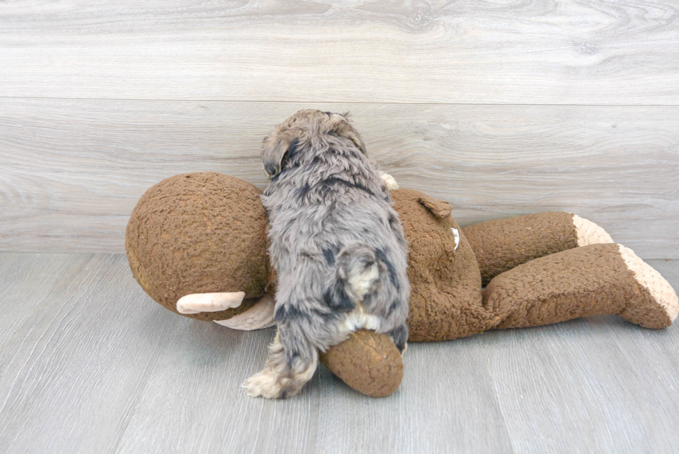 Happy Yorkie Poo Baby