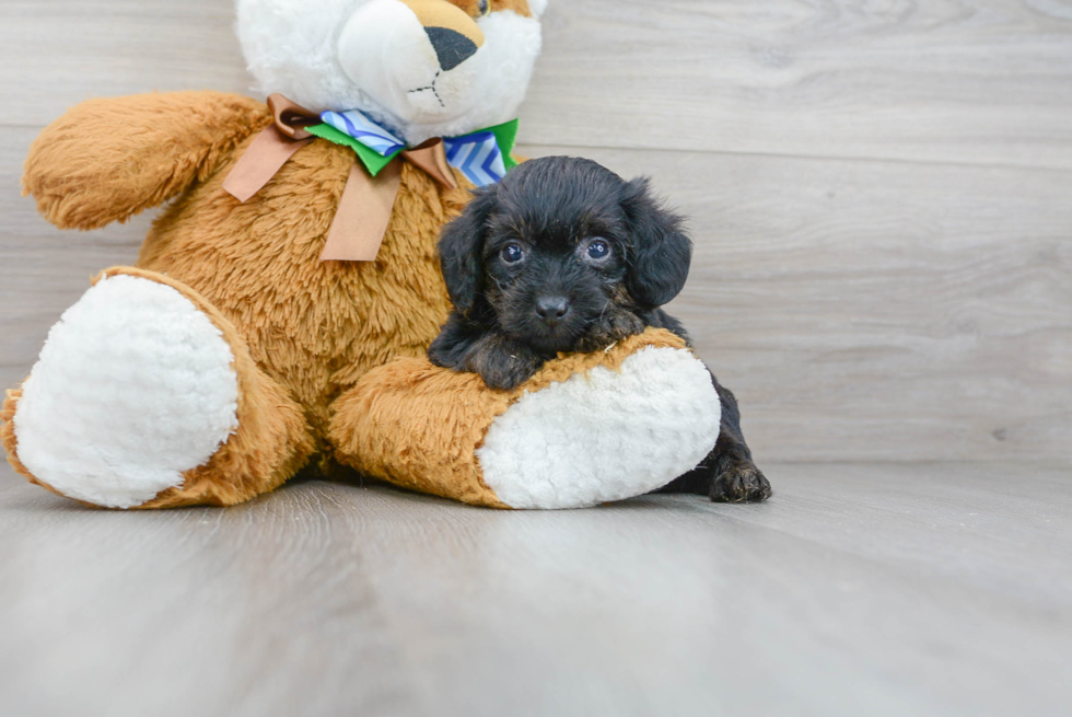 Sweet Yorkie Poo Baby