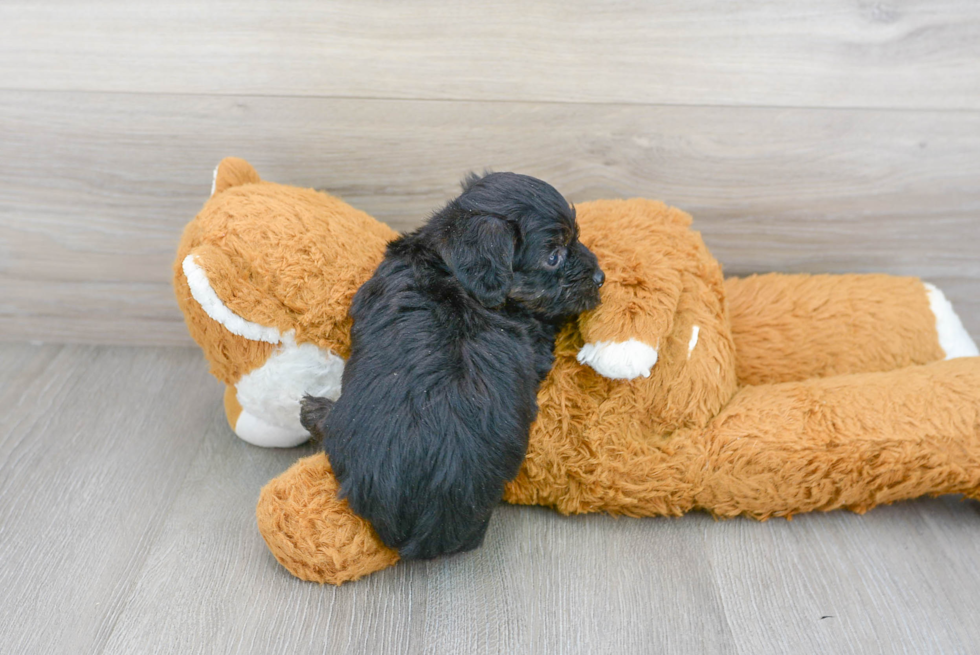 Yorkie Poo Puppy for Adoption