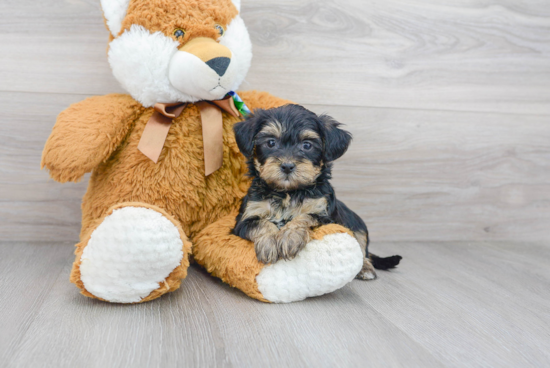 Playful Yorkie Doodle Poodle Mix Puppy