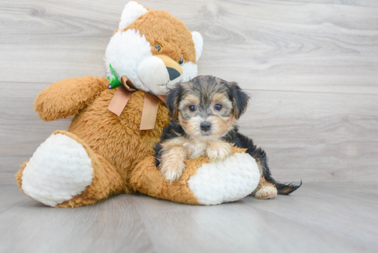 Playful Yorkie Doodle Poodle Mix Puppy