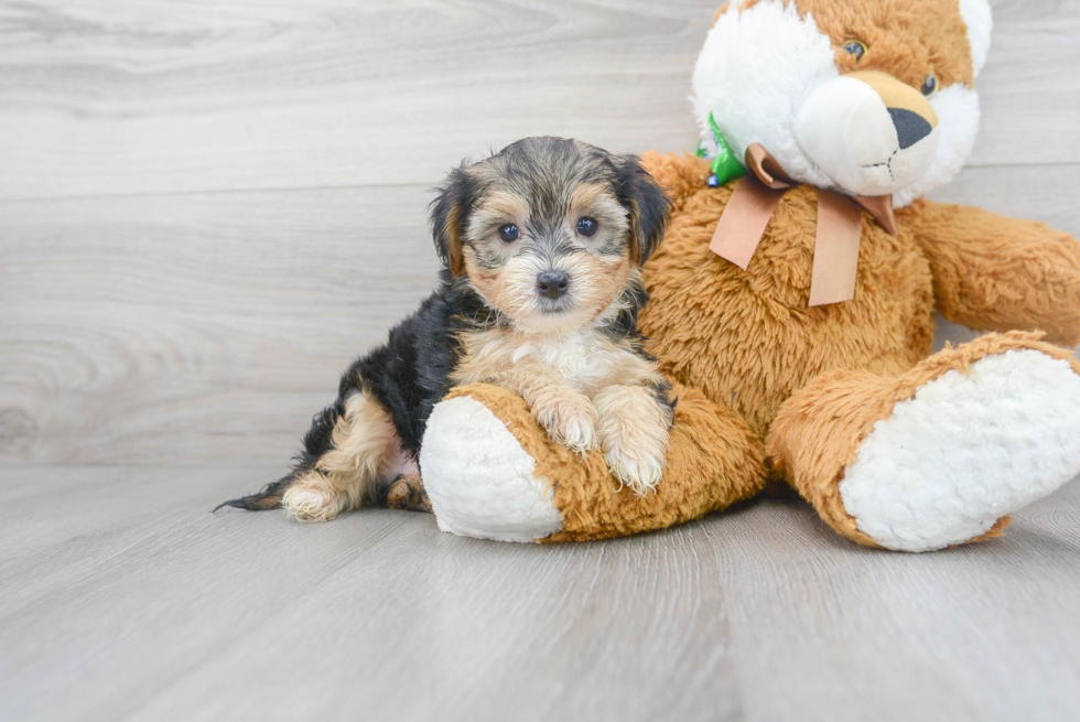 Smart Yorkie Poo Poodle Mix Pup