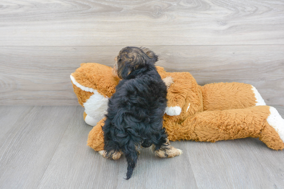 Yorkie Poo Pup Being Cute