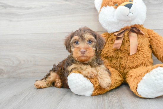 Yorkie Poo Puppy for Adoption