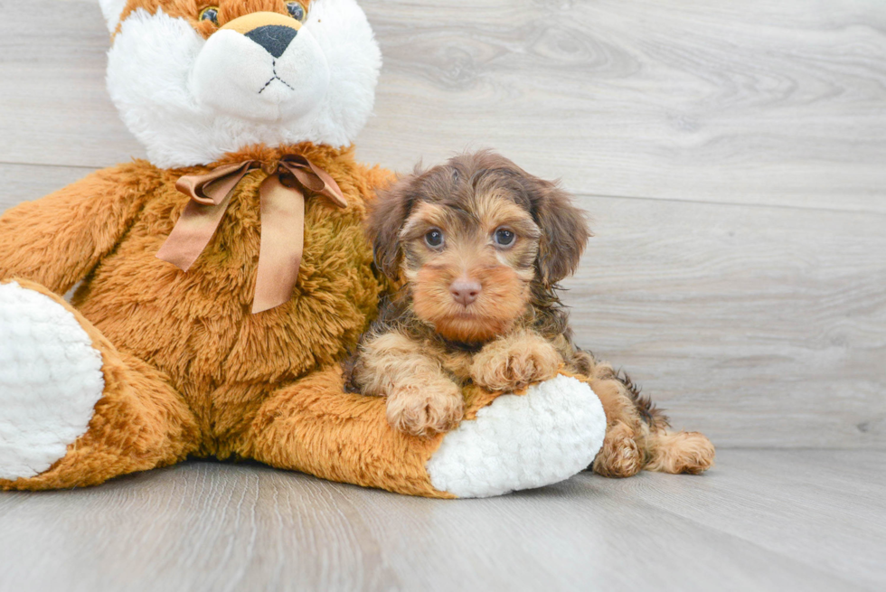 Petite Yorkie Poo Poodle Mix Pup