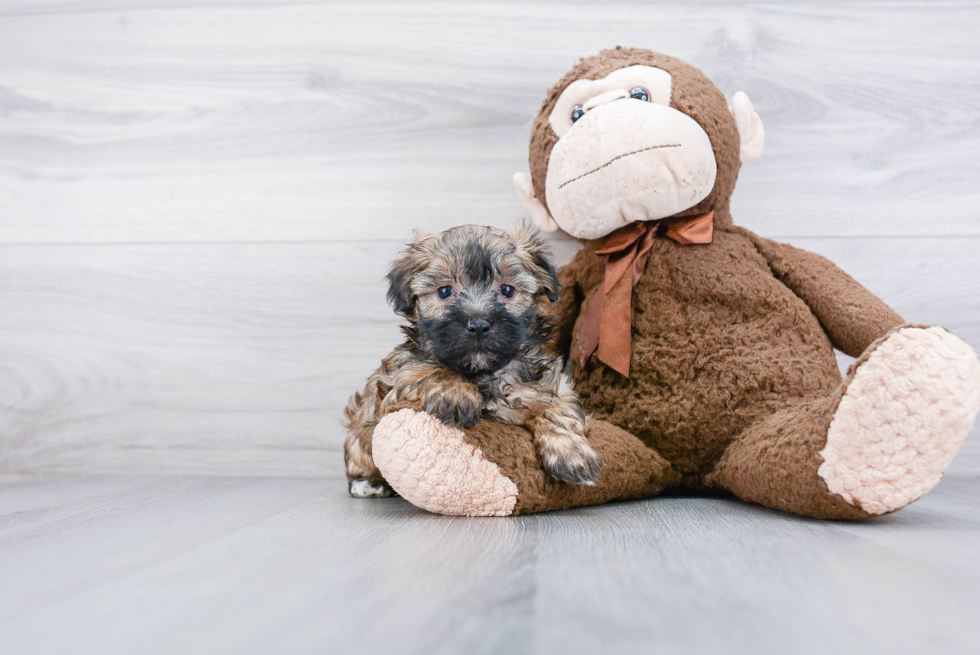 Yorkie Poo Pup Being Cute