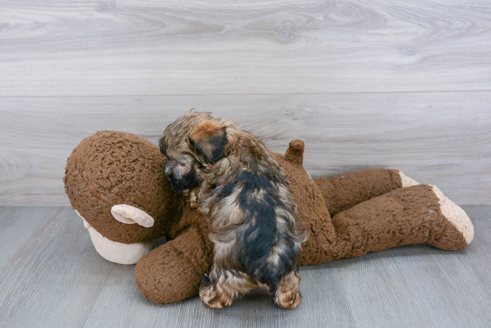 Adorable Yorkie Doodle Poodle Mix Puppy